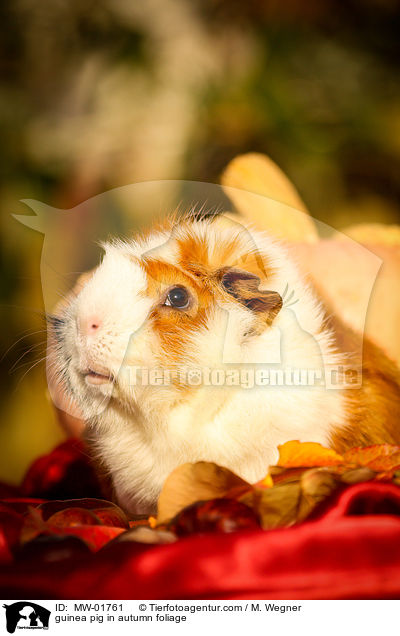 guinea pig in autumn foliage / MW-01761