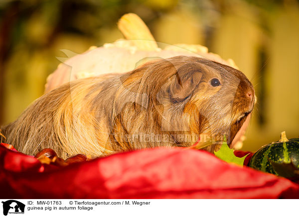 guinea pig in autumn foliage / MW-01763