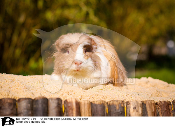 longhaired guinea pig / MW-01766