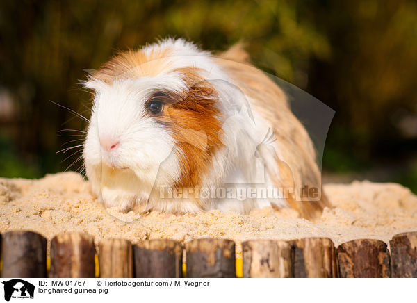 longhaired guinea pig / MW-01767