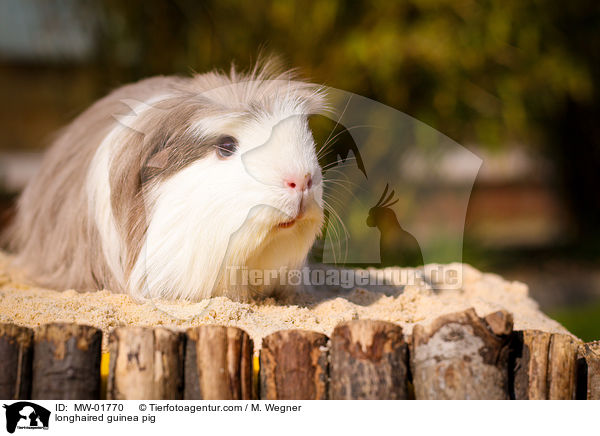 longhaired guinea pig / MW-01770