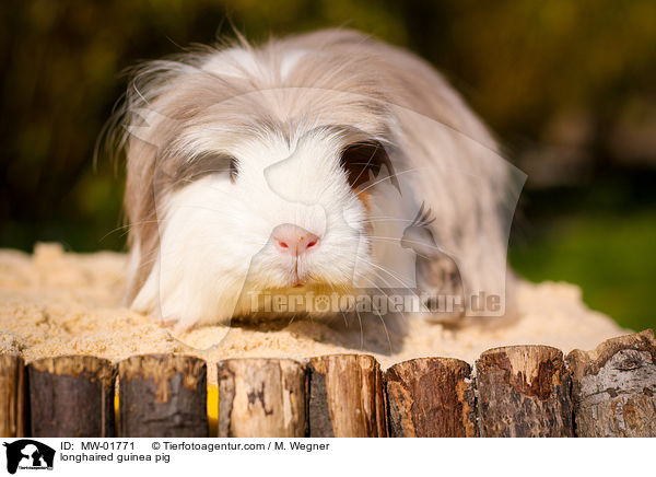 longhaired guinea pig / MW-01771