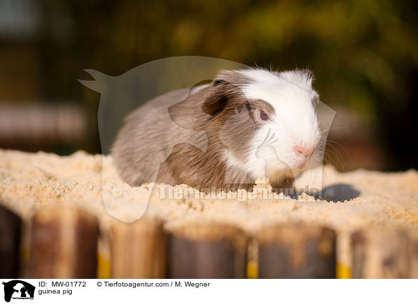 Meerschweinchen / guinea pig / MW-01772