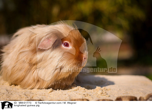 longhaired guinea pig / MW-01773