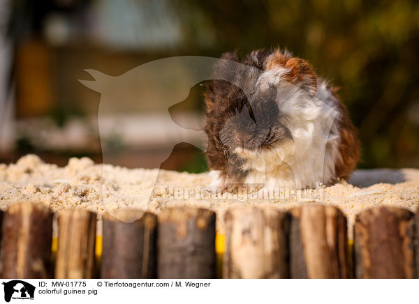 buntes Meerschweinchen / colorful guinea pig / MW-01775