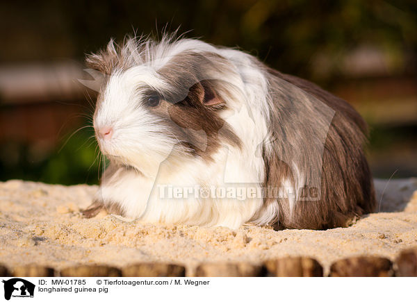 longhaired guinea pig / MW-01785