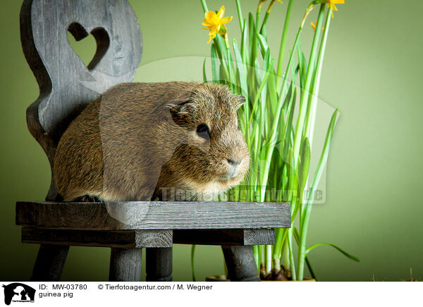 Meerschweinchen / guinea pig / MW-03780