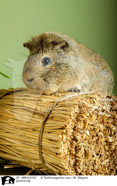 Meerschweinchen / guinea pig / MW-03793