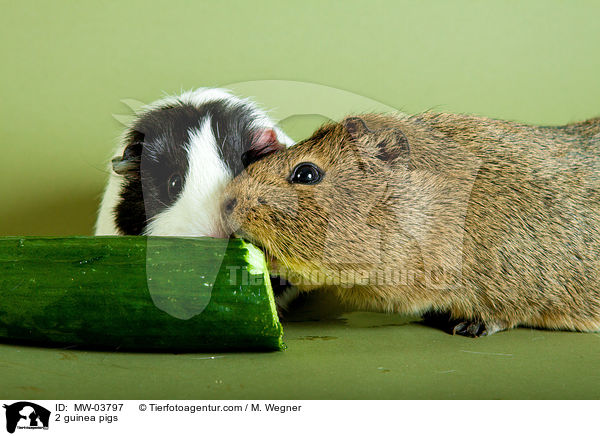 2 Meerschweinchen / 2 guinea pigs / MW-03797