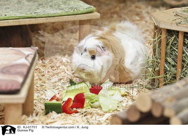 Meerschweinchen / Guinea Pig / KJ-01701