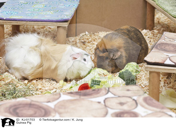 Meerschweinchen / Guinea Pig / KJ-01703