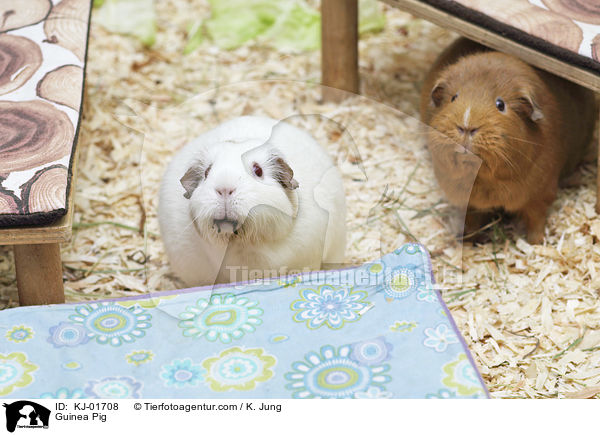 Glatthaarmeerschwein / Guinea Pig / KJ-01708
