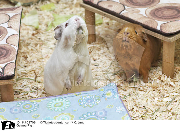 Glatthaarmeerschwein / Guinea Pig / KJ-01709