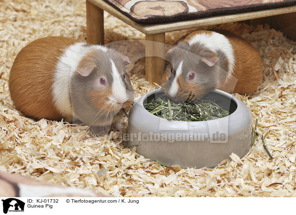 Glatthaarmeerschwein / Guinea Pig / KJ-01732