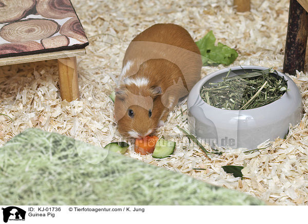 Glatthaarmeerschwein / Guinea Pig / KJ-01736