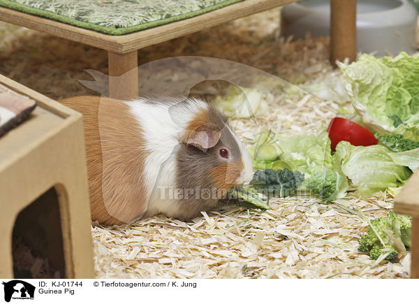 Glatthaarmeerschwein / Guinea Pig / KJ-01744