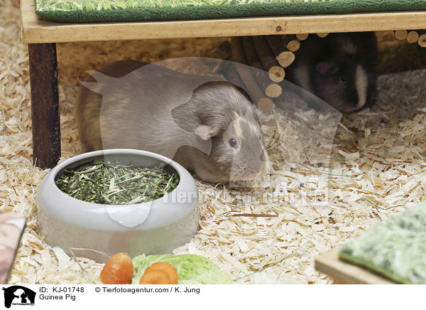 Glatthaarmeerschwein / Guinea Pig / KJ-01748