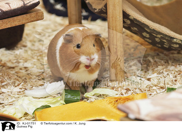 Glatthaarmeerschwein / Guinea Pig / KJ-01751