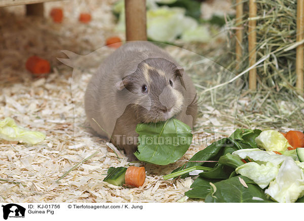 Guinea Pig / KJ-01756
