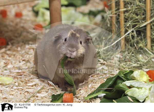 Glatthaarmeerschwein / Guinea Pig / KJ-01758