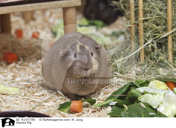 Glatthaarmeerschwein / Guinea Pig / KJ-01759