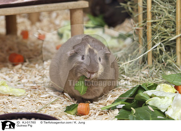 Glatthaarmeerschwein / Guinea Pig / KJ-01760