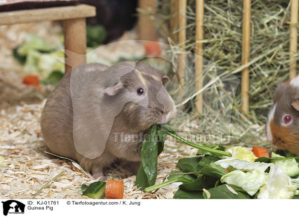 Glatthaarmeerschwein / Guinea Pig / KJ-01761