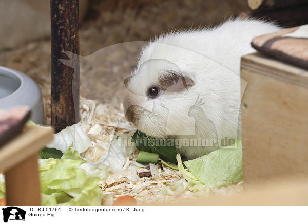 Glatthaarmeerschwein / Guinea Pig / KJ-01764