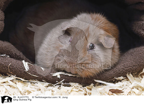 liegendes Glatthaarmeerschwein / lying Guinea Pig / KJ-01773