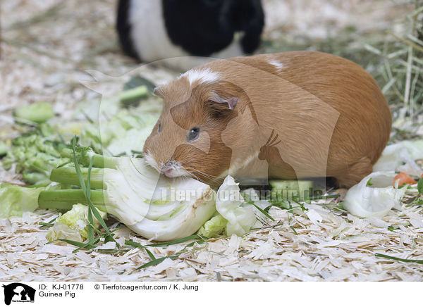 Glatthaarmeerschwein / Guinea Pig / KJ-01778