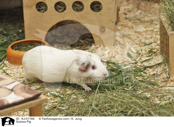 Glatthaarmeerschwein / Guinea Pig / KJ-01788