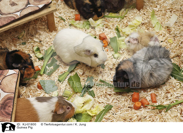 Meerschweinchen / Guinea Pig / KJ-01800