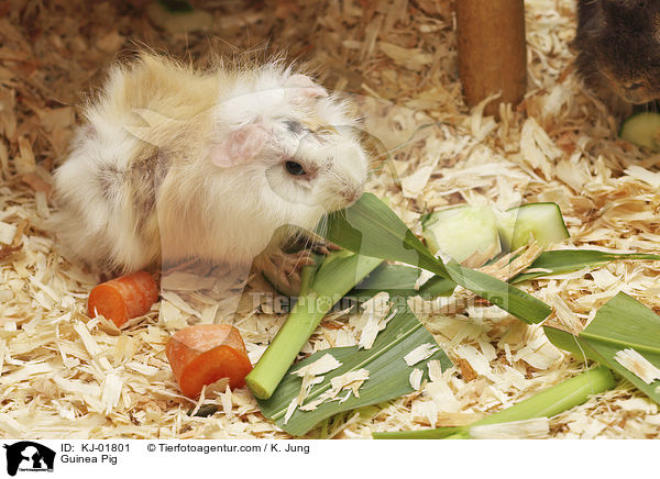 Meerschweinchen / Guinea Pig / KJ-01801