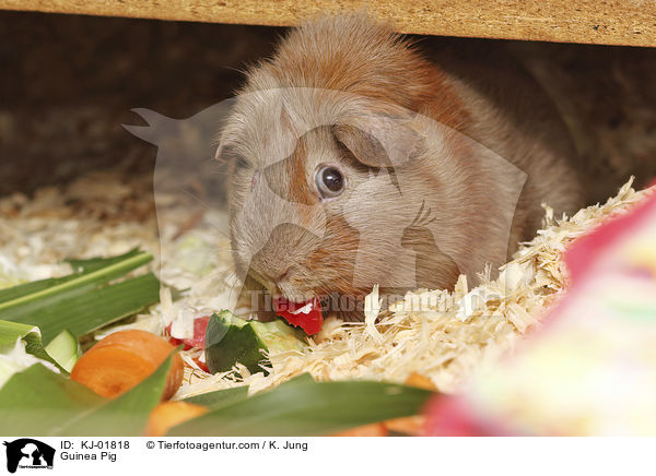 Glatthaarmeerschwein / Guinea Pig / KJ-01818