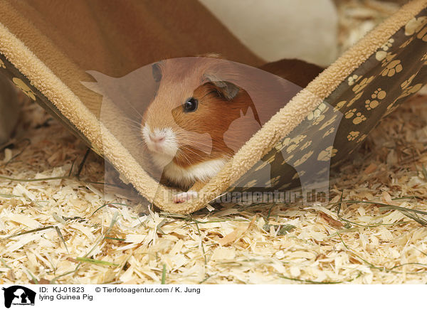 liegendes Glatthaarmeerschwein / lying Guinea Pig / KJ-01823