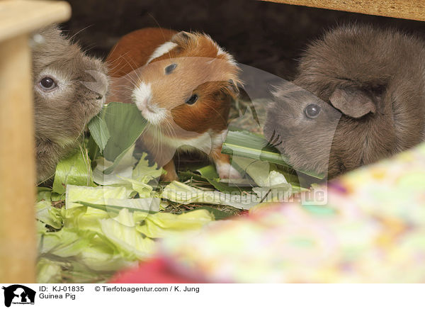 Glatthaarmeerschwein / Guinea Pig / KJ-01835