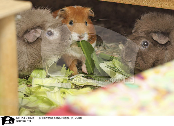 Glatthaarmeerschwein / Guinea Pig / KJ-01836