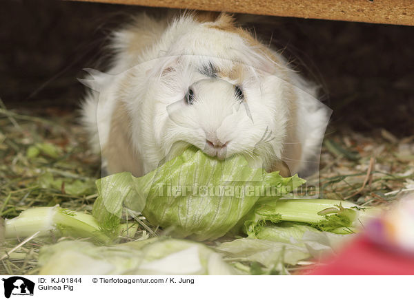 Meerschweinchen / Guinea Pig / KJ-01844