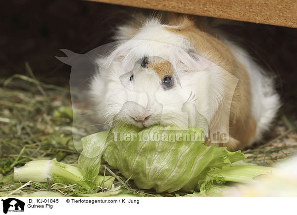 Meerschweinchen / Guinea Pig / KJ-01845