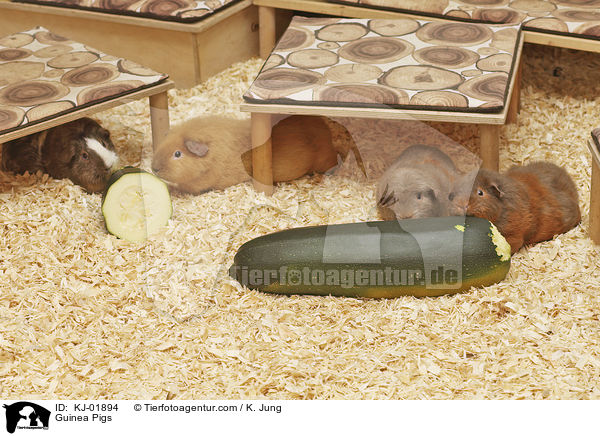 Meerschweinchen / Guinea Pigs / KJ-01894