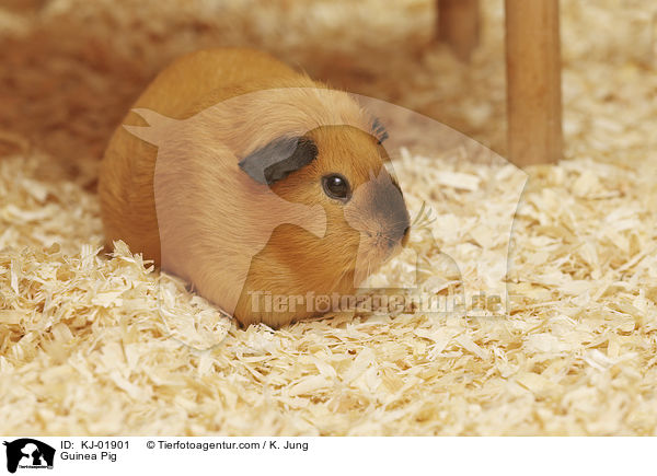 Glatthaarmeerschwein / Guinea Pig / KJ-01901