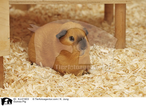 Glatthaarmeerschwein / Guinea Pig / KJ-01903