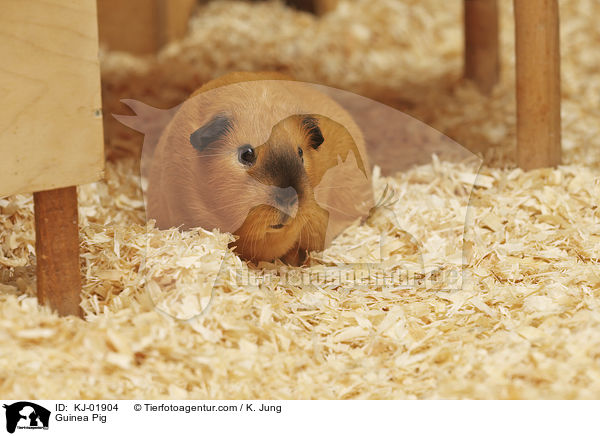 Glatthaarmeerschwein / Guinea Pig / KJ-01904
