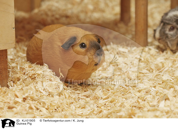 Glatthaarmeerschwein / Guinea Pig / KJ-01905