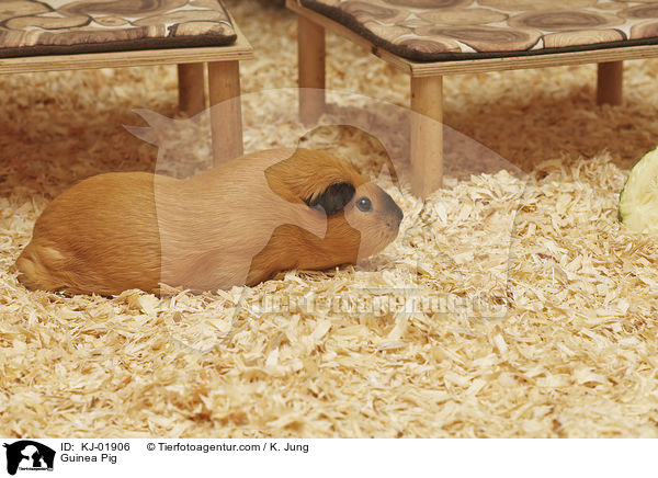 Glatthaarmeerschwein / Guinea Pig / KJ-01906