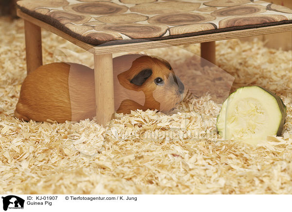 Guinea Pig / KJ-01907