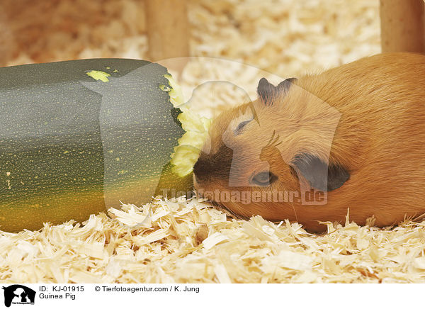 Glatthaarmeerschwein / Guinea Pig / KJ-01915