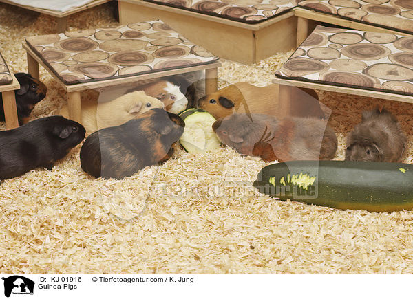Meerschweinchen / Guinea Pigs / KJ-01916