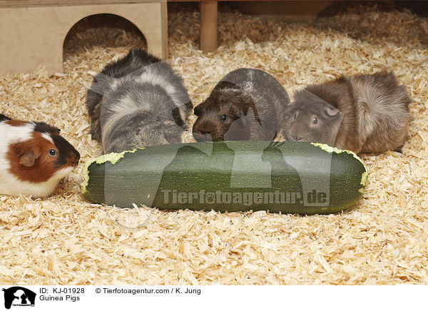 Meerschweinchen / Guinea Pigs / KJ-01928