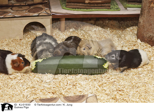 Meerschweinchen / Guinea Pigs / KJ-01930